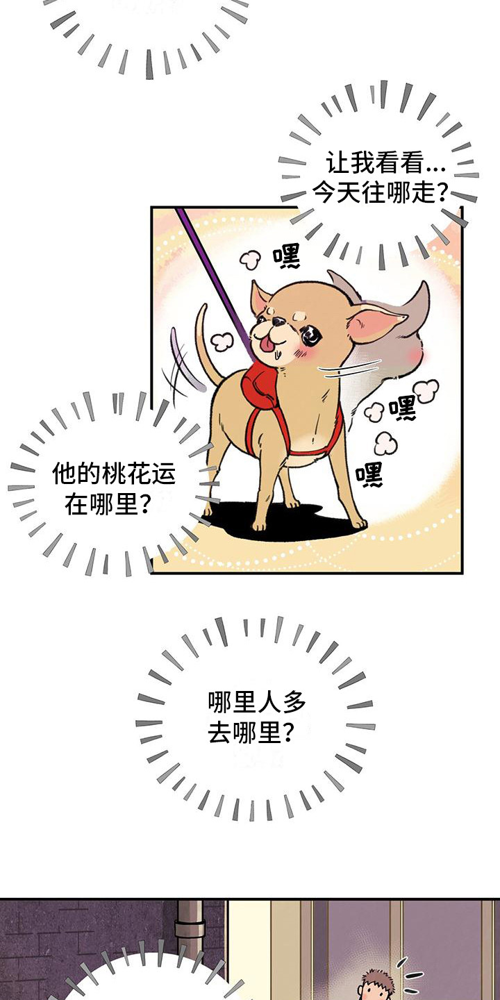 哈尼熊 - 铲屎官 - 第12页