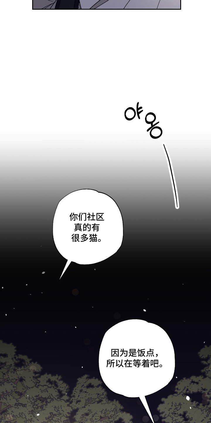 猫大爷和我 - 野猫 - 第11页