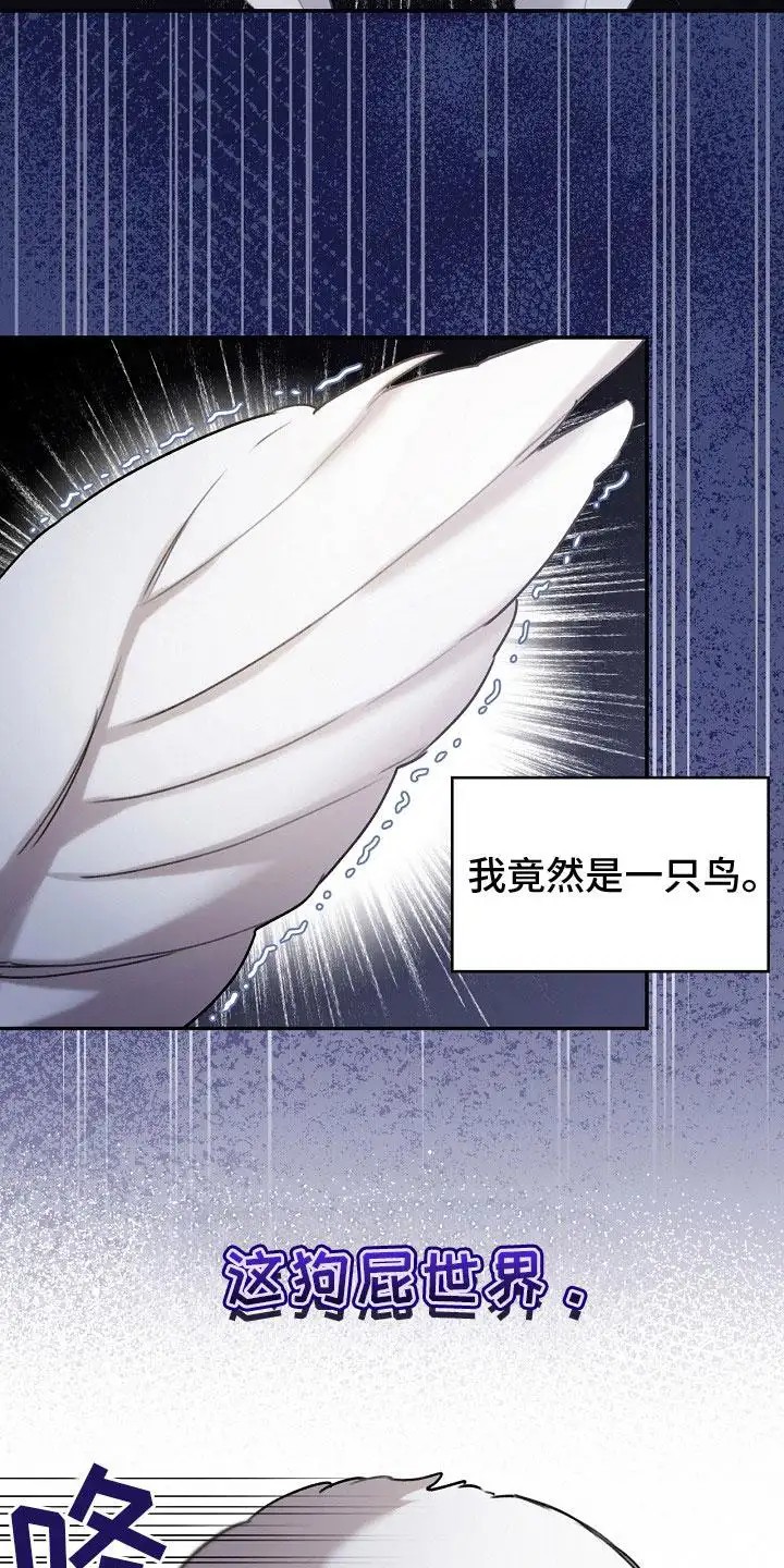 白鸟奇遇记 - 捕获 - 第8页
