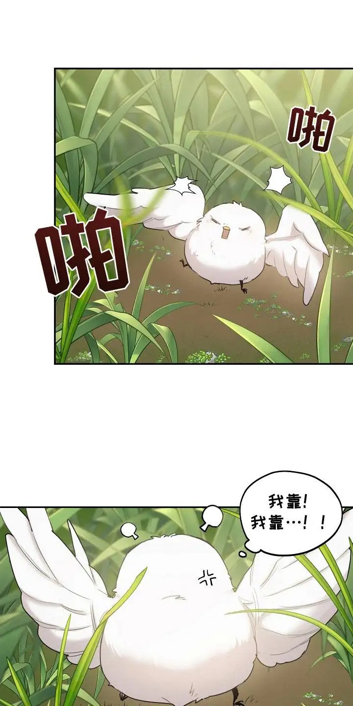 白鸟奇遇记 - 白色小鸟 - 第11页