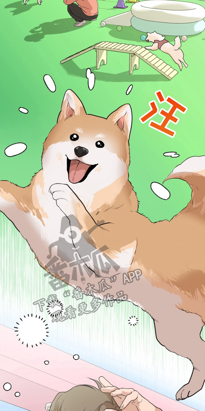 融化调情曲奇 - 宠物咖啡店 - 第13页