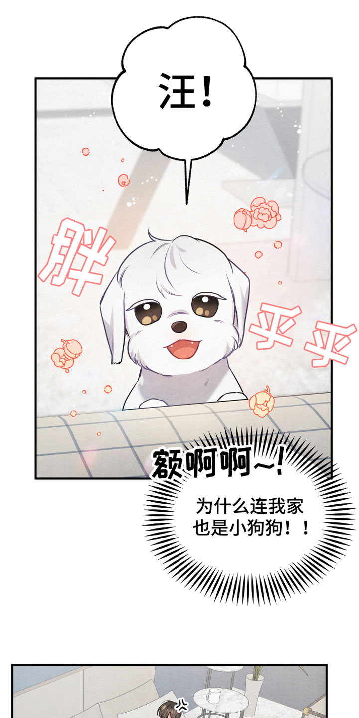 狗狗的恋爱 - 小型犬 - 第7页