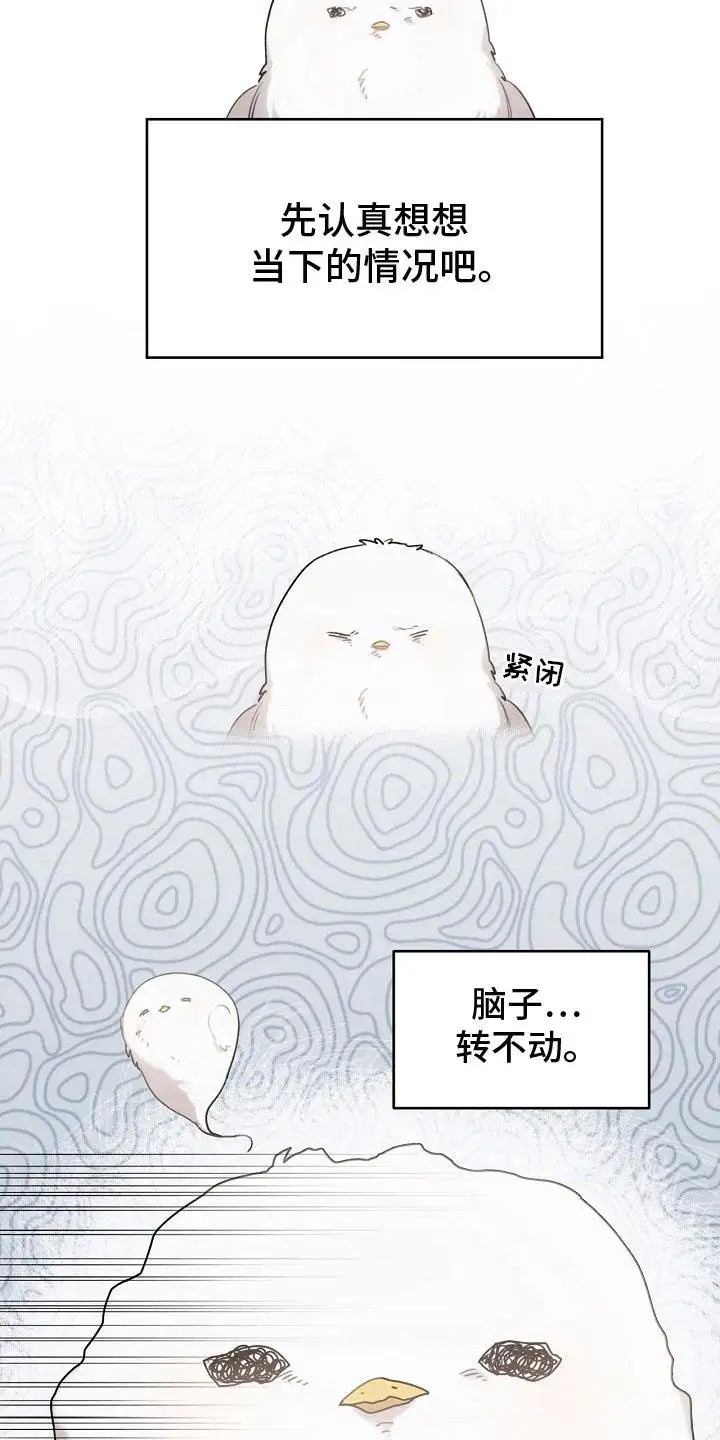 白鸟奇遇记 - 白色小鸟 - 第8页